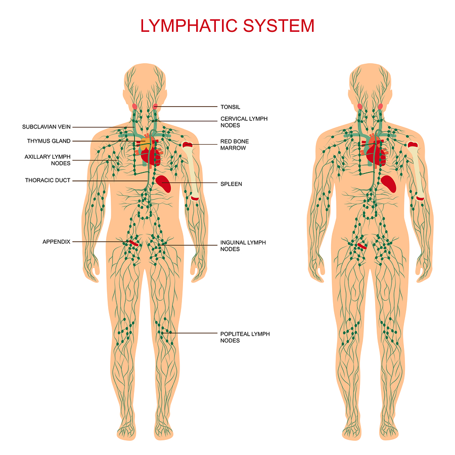 Lymphatic  Drainage System - TCM
