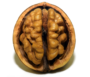 Brain-Walnut-Healthy-foods-st louis-improve your brain-lourdes